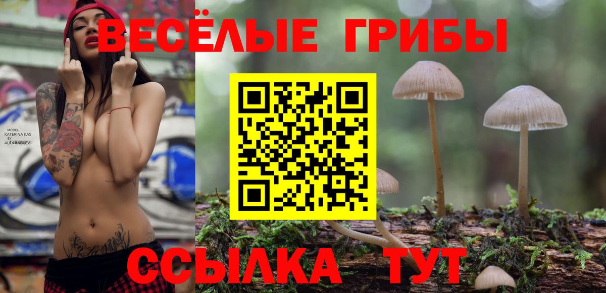 Галлюциногенные грибы Psilocybe Котлас